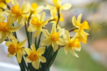 Spring easter background with daffodils in the bucket on the window .Yellow narcissus or daffodil flowers