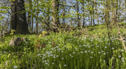 Spring nice flower meadow in north Bohemia