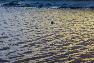 Robbe guckt aus Meer