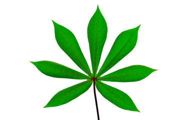 Leaves on white background