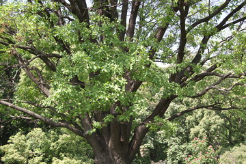 Tree crown/ The crown of a huge oak