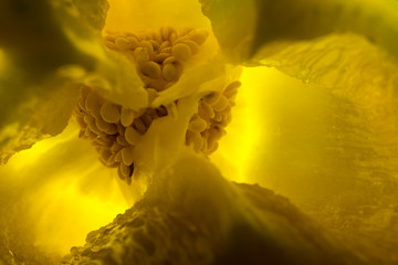 Extreme macro view. Abstract of seeds inside a yellow bell pepper.