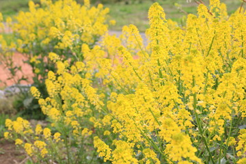 菜の花