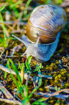 A large snail slowly crawls along the grass.
