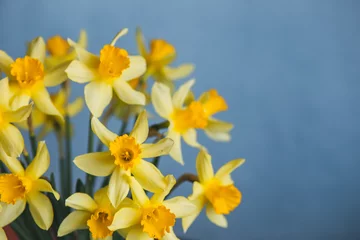 Wall murals Narcissus Yellow narcissus or daffodil flowers on blue background. Selective focus. Place for text.