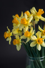 Yellow narcissus or daffodil flowers on black background. Selective focus. Place for text.