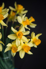 Fototapeta na wymiar Yellow narcissus or daffodil flowers on black background. Selective focus. Place for text.