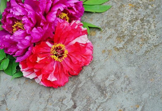 Bright pink tree peony flowers in bloom framing a grey stone background