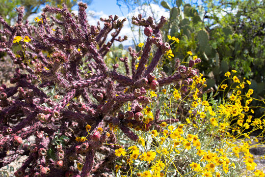 Saguaro National Park in full spring bloom: flowering Bristlebush and red Cholla with fruit in Arizona's Sonoran Desert