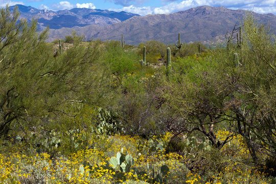 Saguaro National Park: long view of Santa Catalina Mountains with lush spring Sonoran Desert plants in foreground
