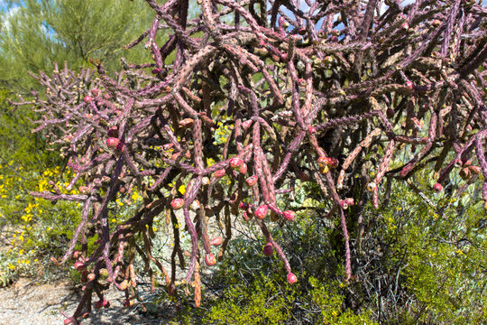 Saguaro National Park: Red Cholla with ripe fruit and yellow Brittlebush in Arizona's Sonoran Desert