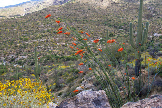 Saguaro National Park in full spring bloom: Flowering Ocotillo and Brittlebrush with Giant Saguaros in the Sonoran Desert landscape