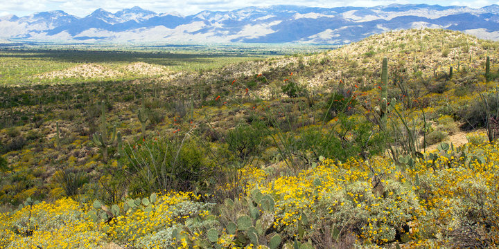 Saguaro National Park in full spring bloom: long view of Sonoran Desert landscape and Santa Catalina Mountains