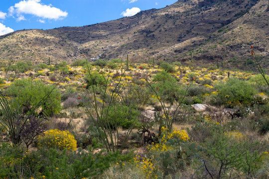 Saguaro National Park: Flowering Brittlebrush and Ocotillo with Mesquite and the Santa Catalina Mountains