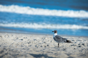 Bird on the Beach