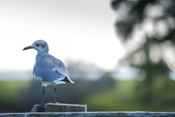 Bird on a fence post