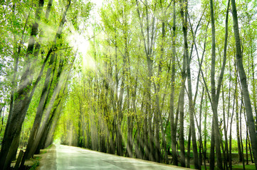 Empty country road in Spring With Trees Beside under the beautiful light. Pahalgam , jummu&Kashmir  - India.