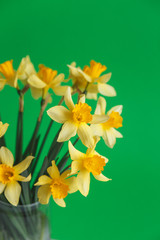Yellow narcissus or daffodil flowers on green background. Selective focus. Place for text.