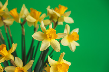 Yellow narcissus or daffodil flowers on green background. Selective focus. Place for text.