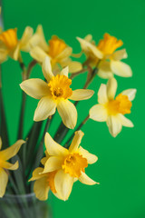 Yellow narcissus or daffodil flowers on green background. Selective focus. Place for text.