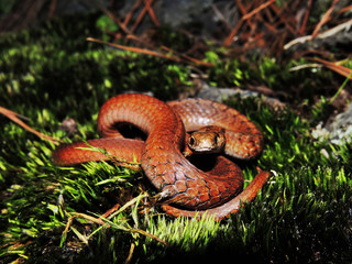 Storeria storerioides	(Culebra parda mexicana)