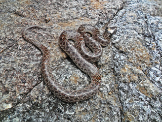 Hypsiglena torquata	(Culebra de la noche)