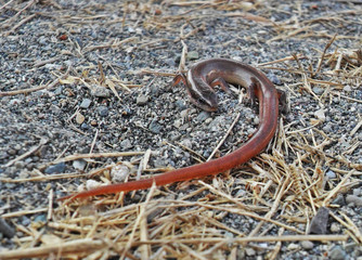 Scincella assata	(Eslizón de tierra)