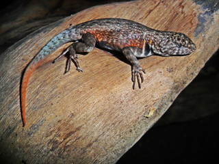 Sceloporus gadoviae	(Lagartija espinosa del alto balsas)