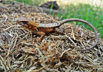 Sceloporus siniferus	(Lagartija espinosa de cola larga)