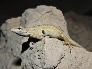 Uta stansburiana	(Lagartija manchada norteña)