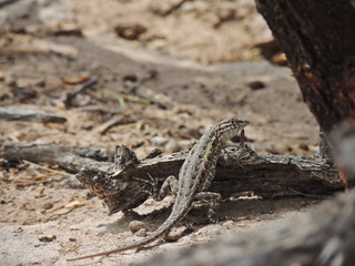 Uta stansburiana	(Lagartija manchada norteña)