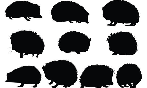 Hedgehog Silhouette vector illustration