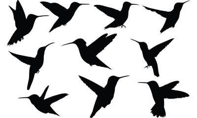 Humming bird Silhouette vector illustration