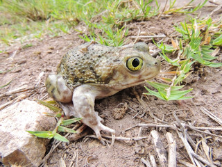 Scaphiopus couchii	(Sapo de espuela)