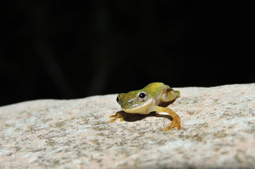 Ecnomiohyla miotympanum	(Rana de árbol orejas chicas)