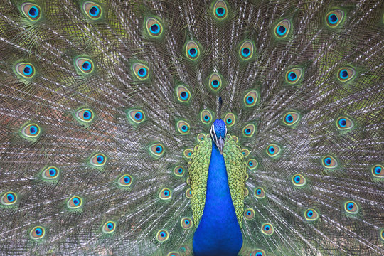 Portrait of male peacock in display
