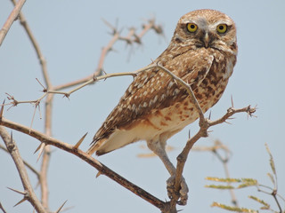 Athene cunicularia	(Tecolote llanero)