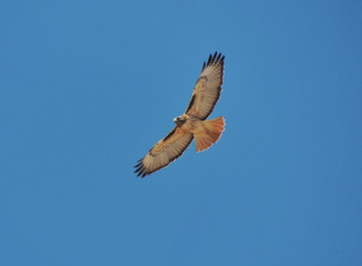Buteo jamaicensis	 (Aguililla cola roja)