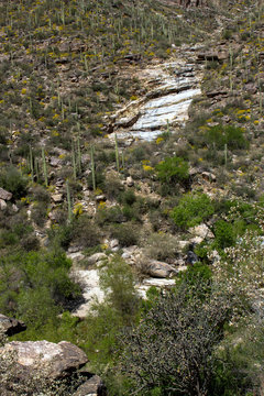 Giant Saguaro cacti along a canyon wall in Sabino Canyon, near Tucson, Arizona