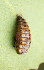 Leaf beetle, Chrysomelidae larva on common aspen leaf 