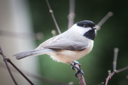 Chickadee