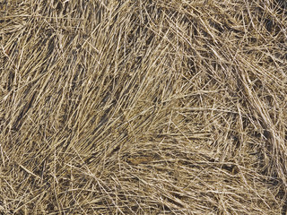 Dry grass