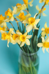 Yellow narcissus or daffodil flowers on aquamarine background. Selective focus. Place for text.