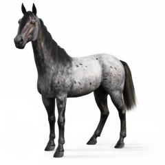 Blue Roan horse on a white background. 3d rendering © Digital Storm