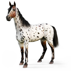 Leopard Appy horse on a white background. 3d rendering