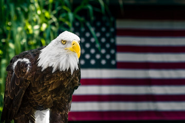 Bald Eagle