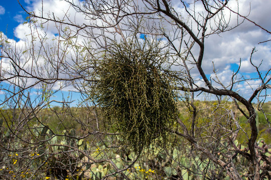Parasitic Desert Mistletoe has killed a mesquite tree in Saguaro National Park in Arizona