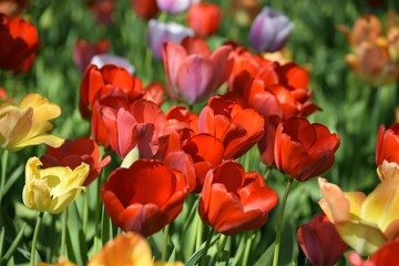 Wiese mit bunten Blumen