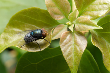 fly on the green leaves.