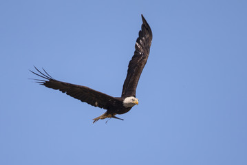 Bald eagle flying, seen in the wild in  North California